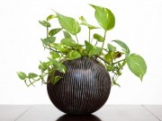 Nhà đẹp - Chọn cây cảnh hợp mệnh sinh tiền, tài, lộc