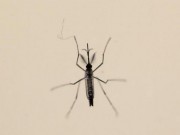 Sức khỏe - Thêm nhiều chứng bệnh nguy hiểm liên quan đến virus Zika
