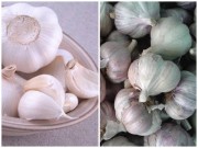 Bếp Eva - Mẹo phân biệt tỏi Việt Nam với tỏi Trung Quốc