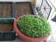 Tin tức - Xúc tiến đề án trồng rau sạch trên địa bàn trong tháng 4