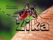 Tin tức - Cảnh báo virus Zika có thể gây viêm não ở cả người lớn