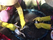 Tin tức - Nhổ lông gà, vịt bằng hóa chất lạ