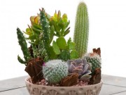 Nhà đẹp - Cách trồng "siêu thực phẩm" xương rồng giúp chữa nhiều bệnh