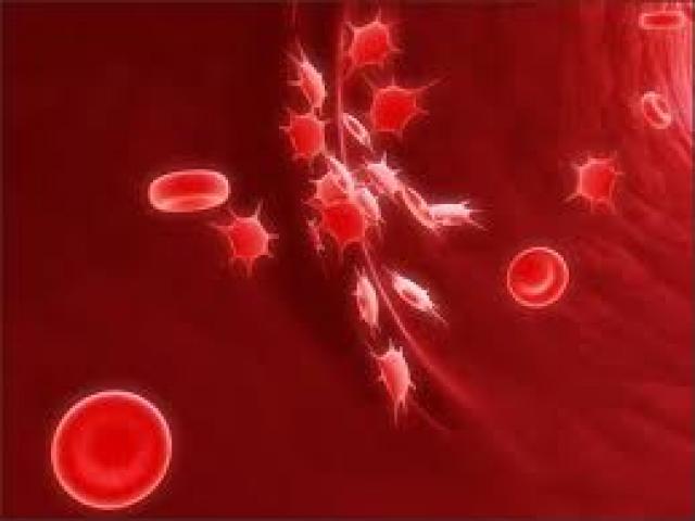 Giáo sư đầu ngành hướng dẫn chăm sóc bệnh máu khó đông