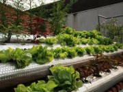 Mua sắm - Giá cả - Người dân TP.Vinh ồ ạt đầu tư hệ thống trồng rau sạch