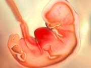 Bà bầu - Thai nhi 6 tuần tuổi – Chú nòng nọc đáng yêu