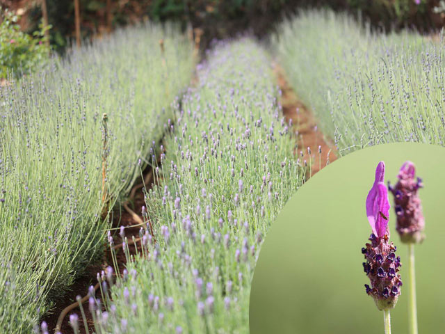 Vườn oải hương ở Đà Lạt "tan nát" bởi khách tham quan