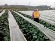 Tin tức - Rau sạch 'tắc' đầu ra, rau bẩn ở tỉnh đổ về, Hà Nội ngậm ngùi ăn