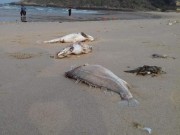 Tin tức - Có nên ăn hải sản khi cá chết hàng loạt ở miền Trung?