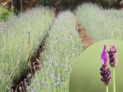 Nhà đẹp - Vườn oải hương ở Đà Lạt "tan nát" bởi khách tham quan