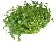 Nhà đẹp - Trồng 'siêu thực phẩm' rau mầm cải xoong ngừa ung thư