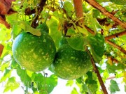 Nhà đẹp - Thích mắt ngắm cả giàn bầu hồ lô lúc lỉu trong nắng