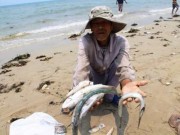 Tin tức - Cá chết hàng loạt ở Việt Nam lên báo nước ngoài