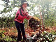 Mua sắm - Giá cả - Chanh dây giảm giá cực mạnh do Trung Quốc ngưng mua