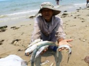 Eva tám - Cá chết… đau thắt lòng với 'khúc ruột miền Trung'