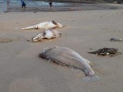 Tin tức - Sau cá chết, biển Thừa Thiên Huế đạt ngưỡng an toàn