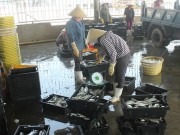 Tin tức - Ngư dân Quảng Bình vui vì bán được hải sản, tàu thuyền tấp nập ra khơi