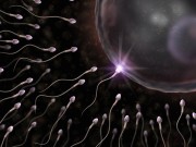 Chuẩn bị mang thai - Video: Cuộc đua khốc liệt của tinh trùng tìm đến trứng