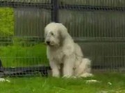 Tin tức - Cảm động chú chó ngồi đợi chủ đã chết suốt 5 năm