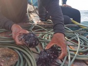 Ngày mới - Quảng Bình: Rạn san hô gần bờ đang chết
