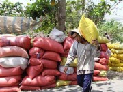 Mua sắm - Giá cả - Thái Lan xả kho gạo khổng lồ, gạo Việt ‘nín thở’