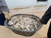 Tin tức - Đừng vì cá chết mà quay lưng lại với hải sản