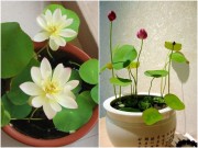 Nhà đẹp - Tháng 5, chị em mê mẩn trồng sen mini trong chậu