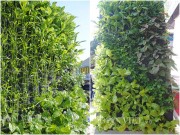Nhà đẹp - Mê mẩn vườn treo rau sạch thông minh dành cho nhà chật