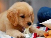 Nhà đẹp - Chọn vật nuôi hợp mệnh mang lại may mắn cho chủ nhà