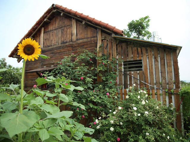 Chàng trai 8x bỏ phố ra ngoại ô làm "ngôi nhà hoa hồng"