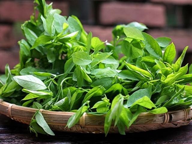 Phân biệt rau ngót sạch và rau ngót phun thuốc kích thích