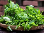 Bếp Eva - Phân biệt rau ngót sạch và rau ngót phun thuốc kích thích