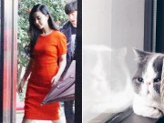 Làng sao - Lý Thần úp mở tin Phạm Băng Băng có bầu