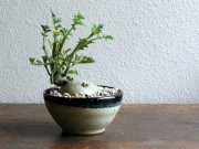 Nhà đẹp - Mê mẩn biến tấu bonsai trồng từ rau, củ, quả