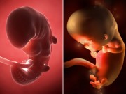 Bà bầu - "Ngó" bụng mẹ xem từng giai đoạn phát triển của thai nhi