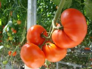 Nhà đẹp - Tưới nước...muối đều đặn thúc hoa dày, trái ngọt