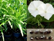 Nhà đẹp - Muôn cách trồng rau muống sạch lên vùn vụt hè này
