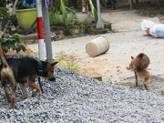 Tin tức - Hàng xóm đánh nhau chấn thương sọ não vì... con chó