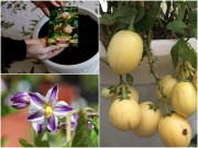 Nhà đẹp - Học cách trồng dưa hấu sọc vàng đang gây sốt xình xịch