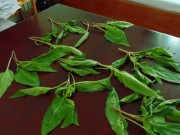 Tin tức - Bất ngờ về loại "rau dền" khiến cả gia đình ngộ độc
