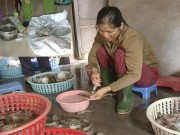 Mua sắm - Giá cả - Bơm tạp chất cho tôm xuất ngoại: Bán rẻ khách vẫn bỏ chạy