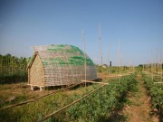 Nhà đẹp - Hải Phòng: Nhà ươm rau siêu chất từ tre và chai nhựa