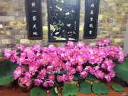 Nhà đẹp - Bí quyết cắm và giữ sen tươi lâu của những người yêu hoa