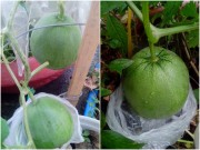 Nhà đẹp - Ông bố trẻ mách cách trồng dưa lê “siêu ngọt” cho trái suốt hè