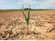 Tin tức - Cảnh báo: Khí hậu khắc nghiệt làm tăng độc tố trong thực phẩm