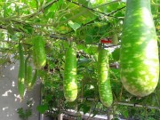 Nhà đẹp - Vườn rau, củ, quả tốt um kiểu "không cần đất" của ông bố trẻ