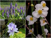 Nhà đẹp - Top loài hoa tuyệt đẹp nở rộ trong chậu nước tại nhà