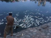 Tin tức - Hà Nội: Cá chết hàng loạt nổi trắng hồ Hoàng Cầu