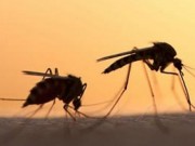 Tin tức - Protein giúp ngăn chặn sự bùng phát của virus Zika