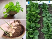 Nhà đẹp - Top 15 cây thuốc không nên thiếu vắng trong nhà